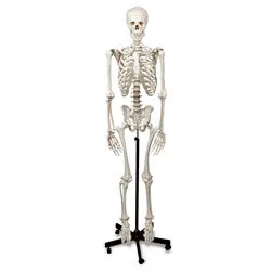 Human Skeleton w/ Stand