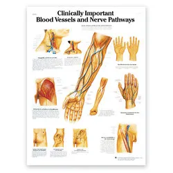 Chart for Blood Vessels/Nerves