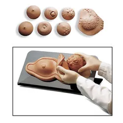 Breast Palpatation Trainer